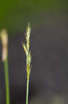 Bome-like sedge